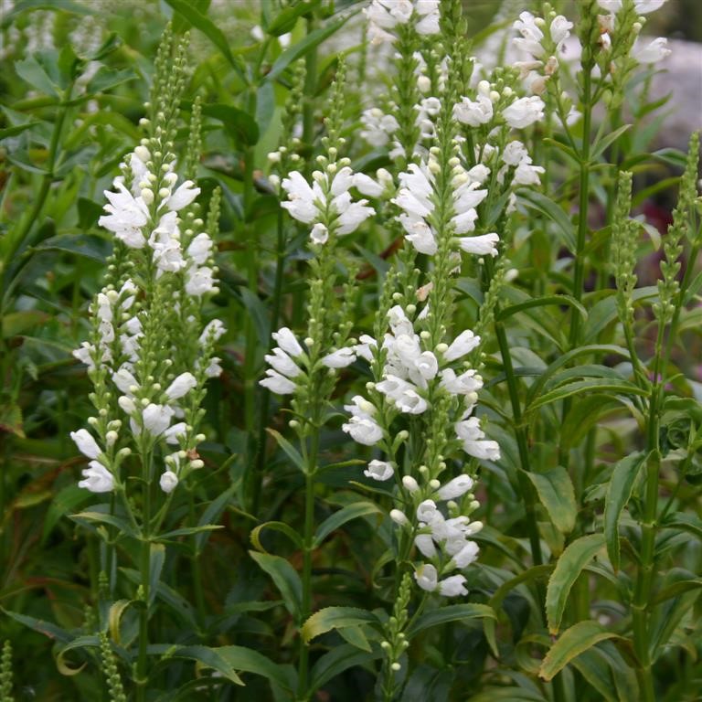 Virgininis pūstatauris „Alba“