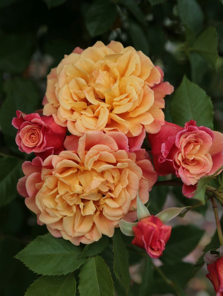 Rožė „Aloha Kordes“ - Image 3