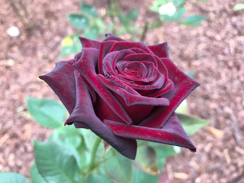 Rožė „Black Baccara“