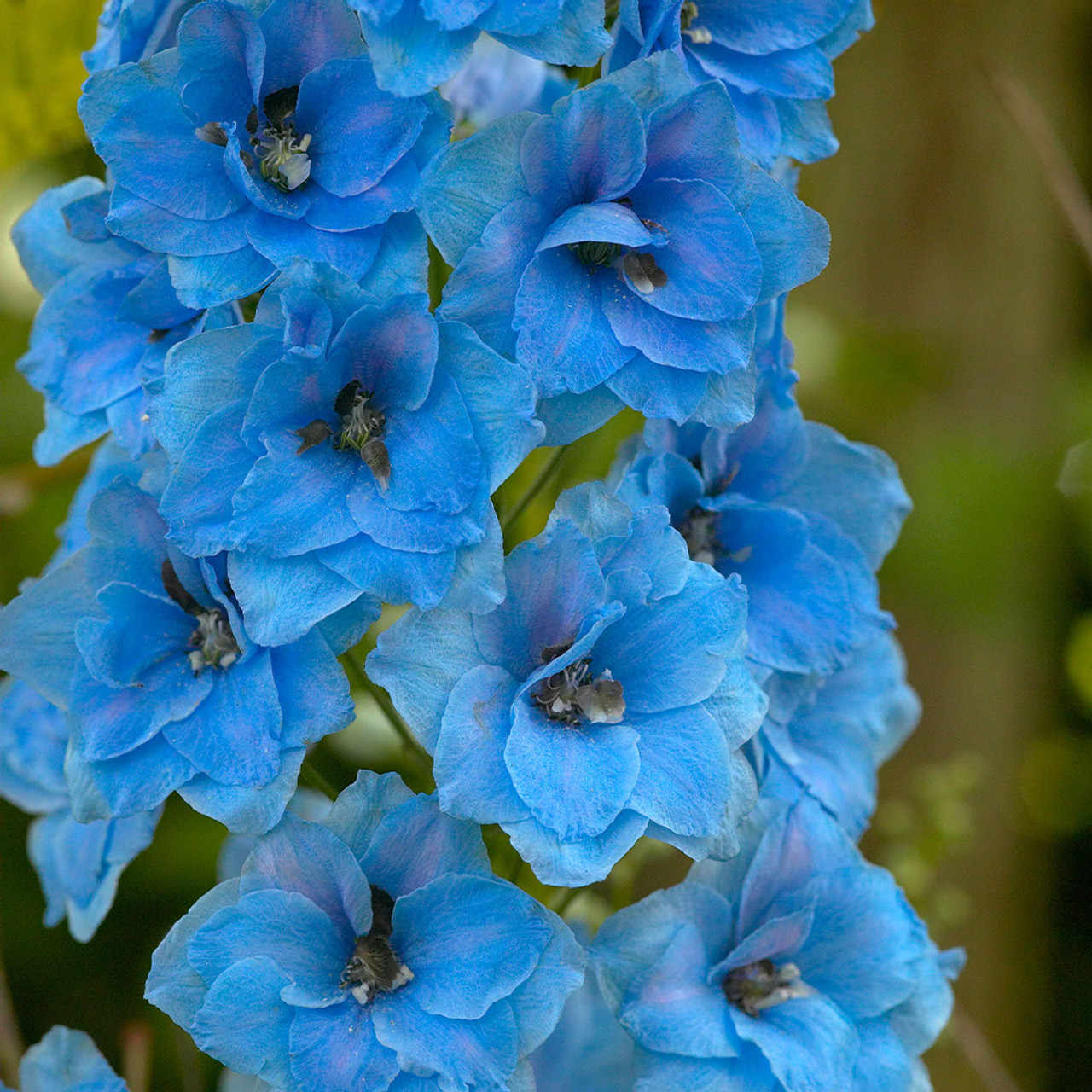 Pentinius „Blue Jay“ - Image 3