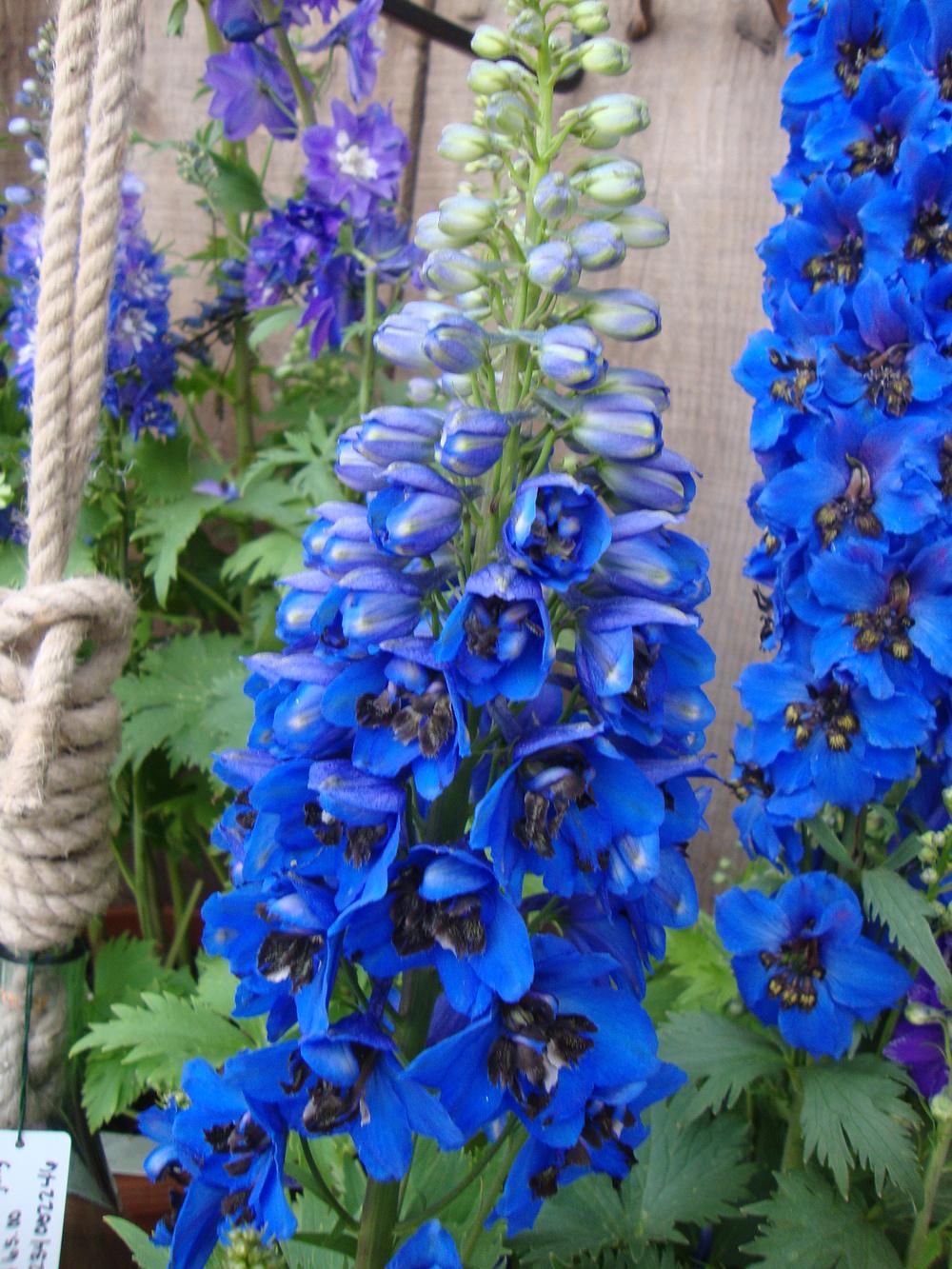 Pentinius „Blue Jay“