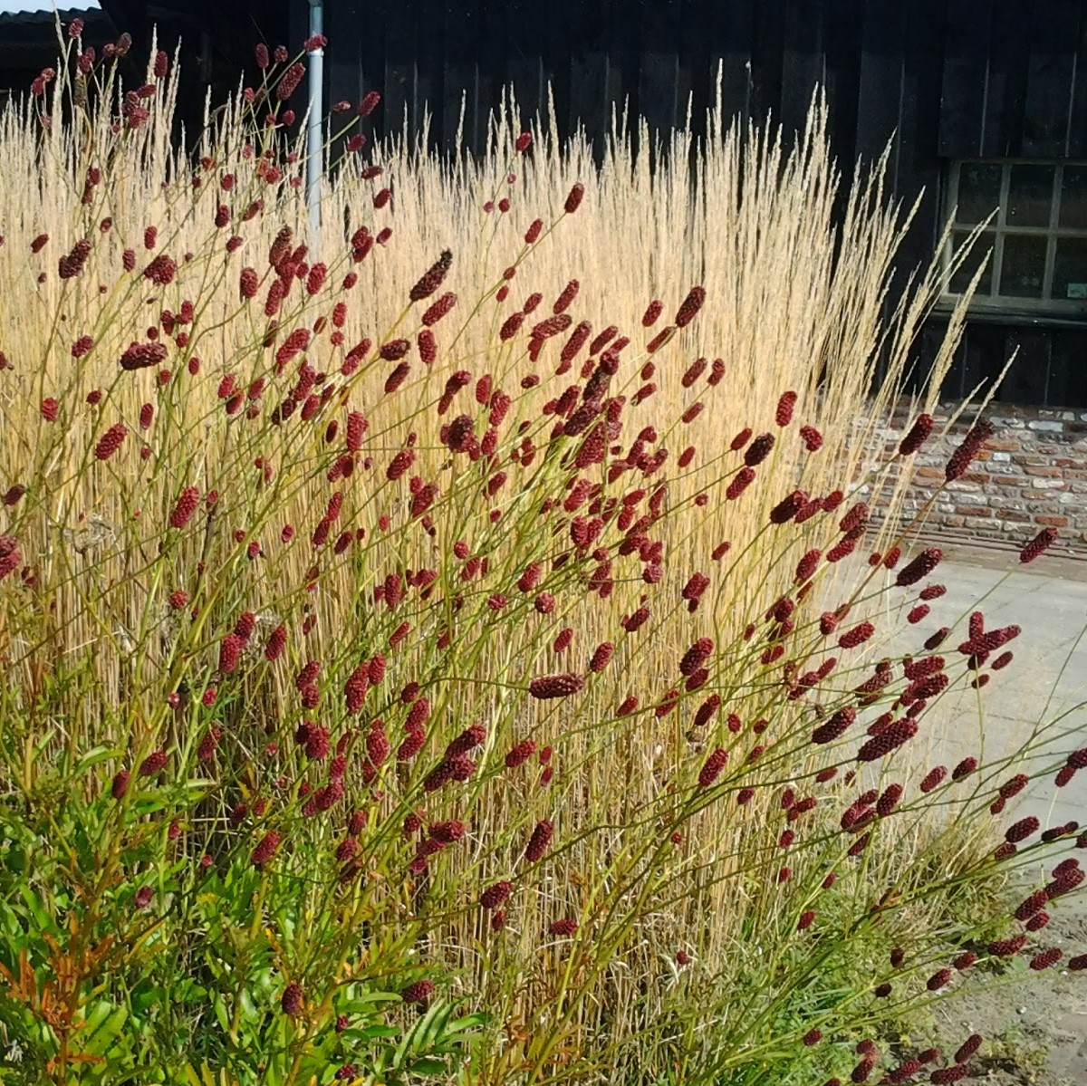 Kraujalakė „Cangshan Cranberry“ - Image 3
