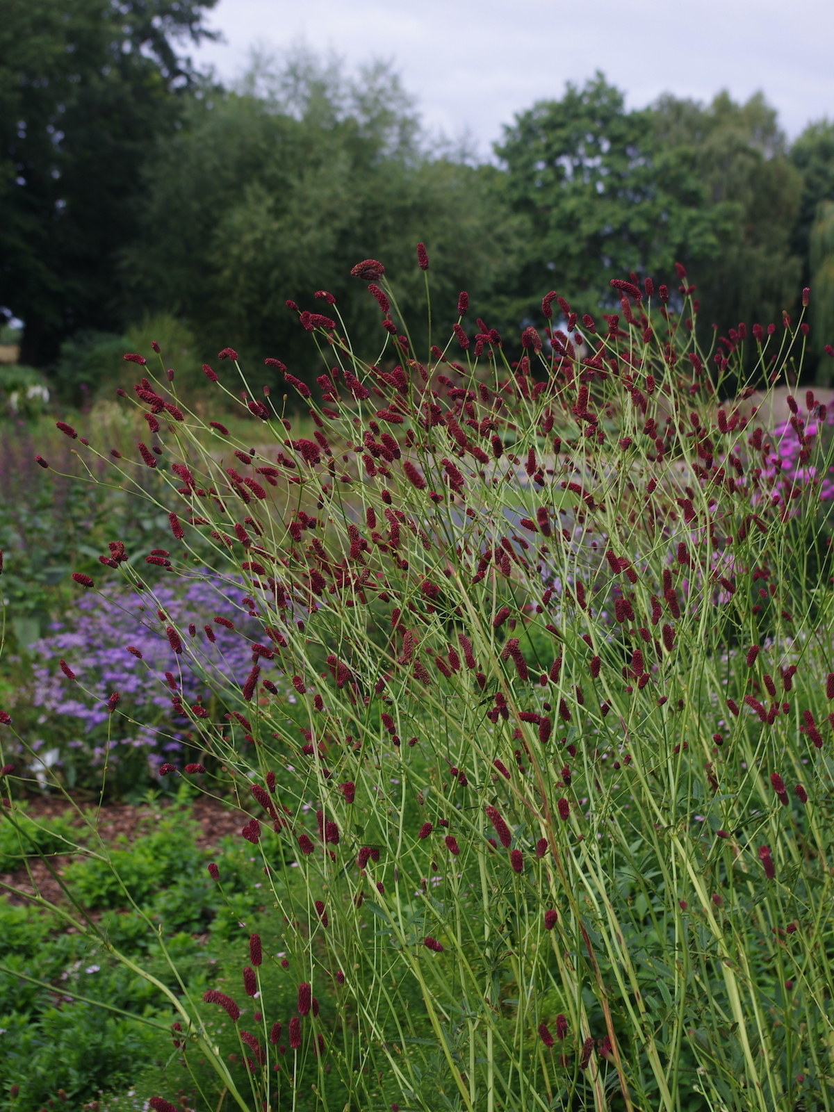 Kraujalakė „Cangshan Cranberry“ - Image 2