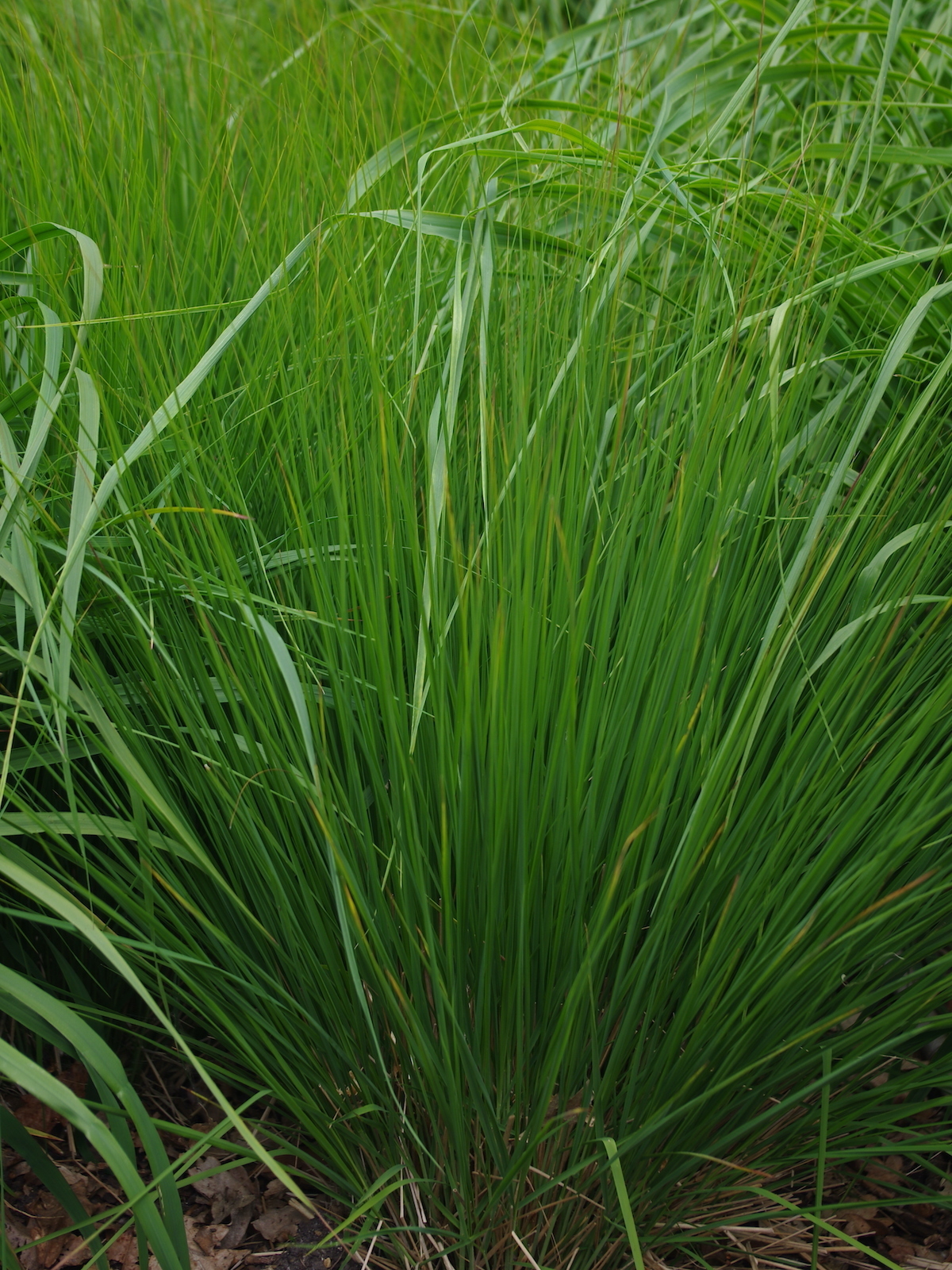 Melvenė melsvoji „Heidebraut“ - Image 3
