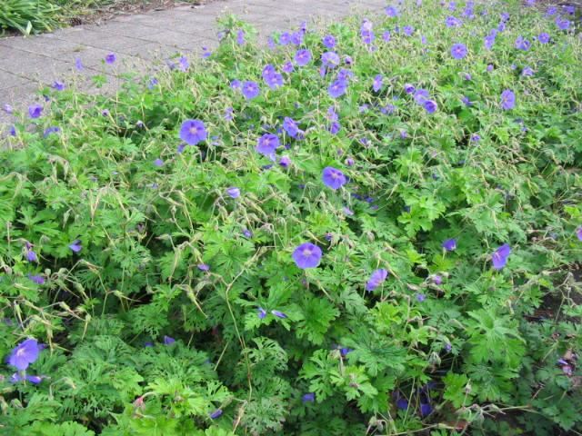 Himalajinis snaputis - Image 2