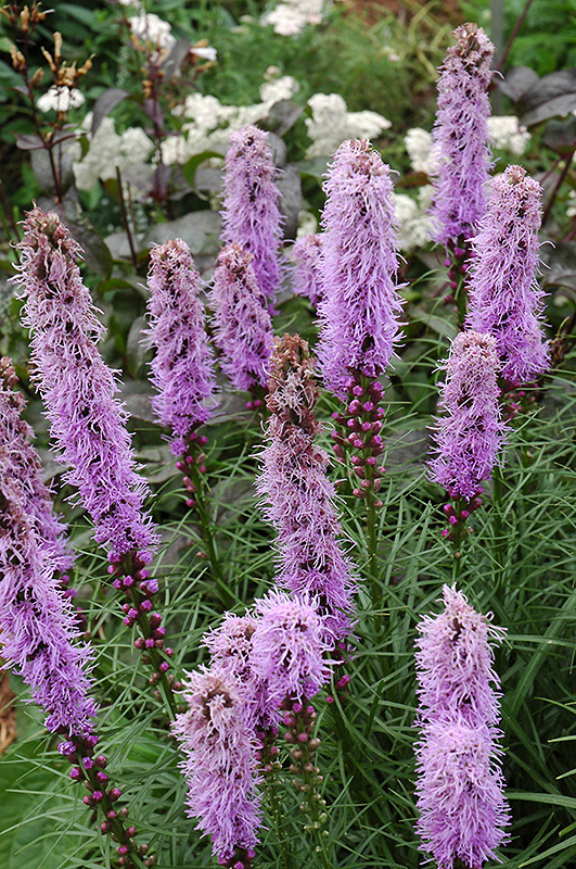 Varpotasis liatris „Kobold“