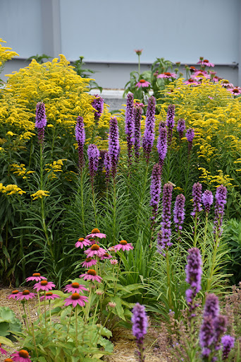 Varpotasis liatris „Kobold“ - Image 2
