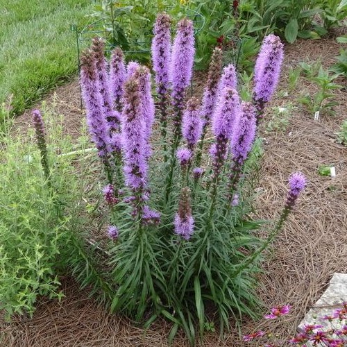 Varpotasis liatris „Kobold“ - Image 3