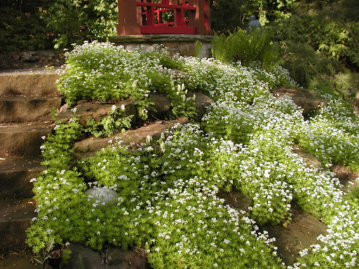 Kvapusis lipikas - Image 2