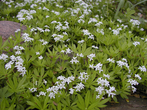 Kvapusis lipikas