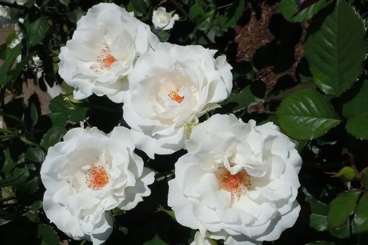 Rožė „Margaret Merril“ - Image 3