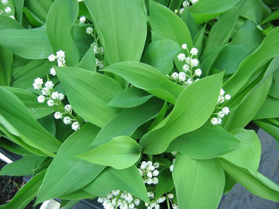 Pakalnutė - Image 2
