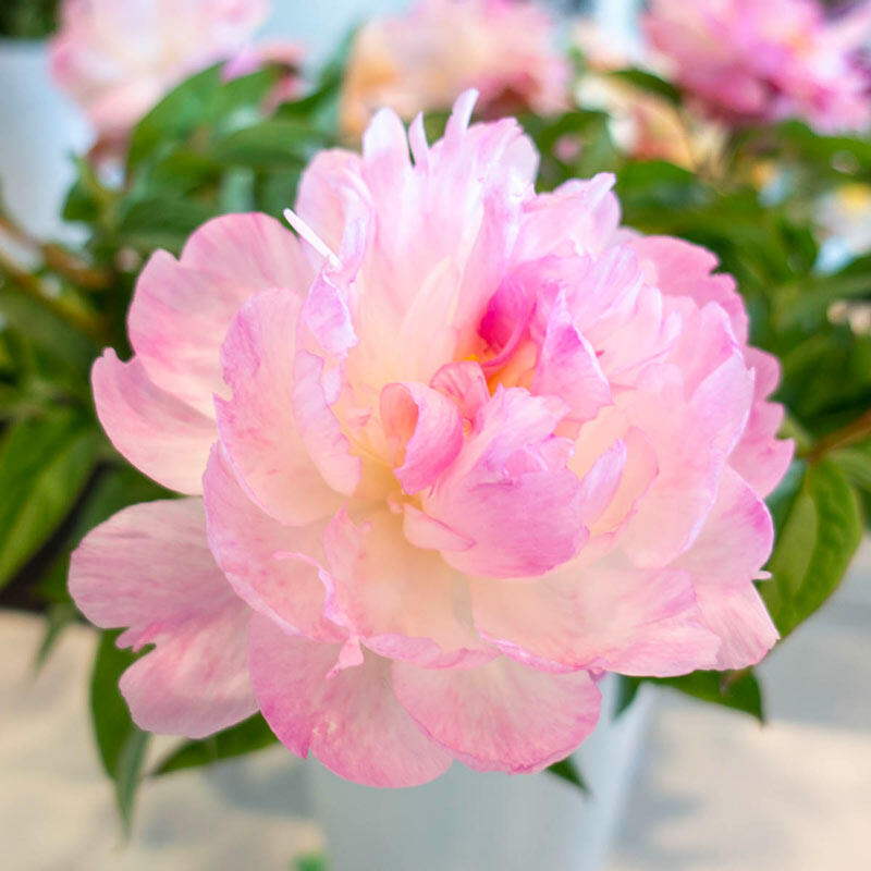 Bijūnas „Petite Elegance“