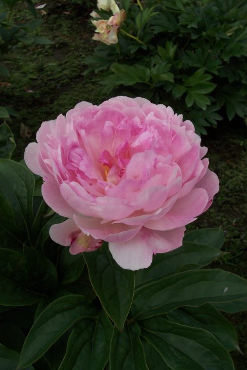 Bijūnas „Petite Elegance“ - Image 2
