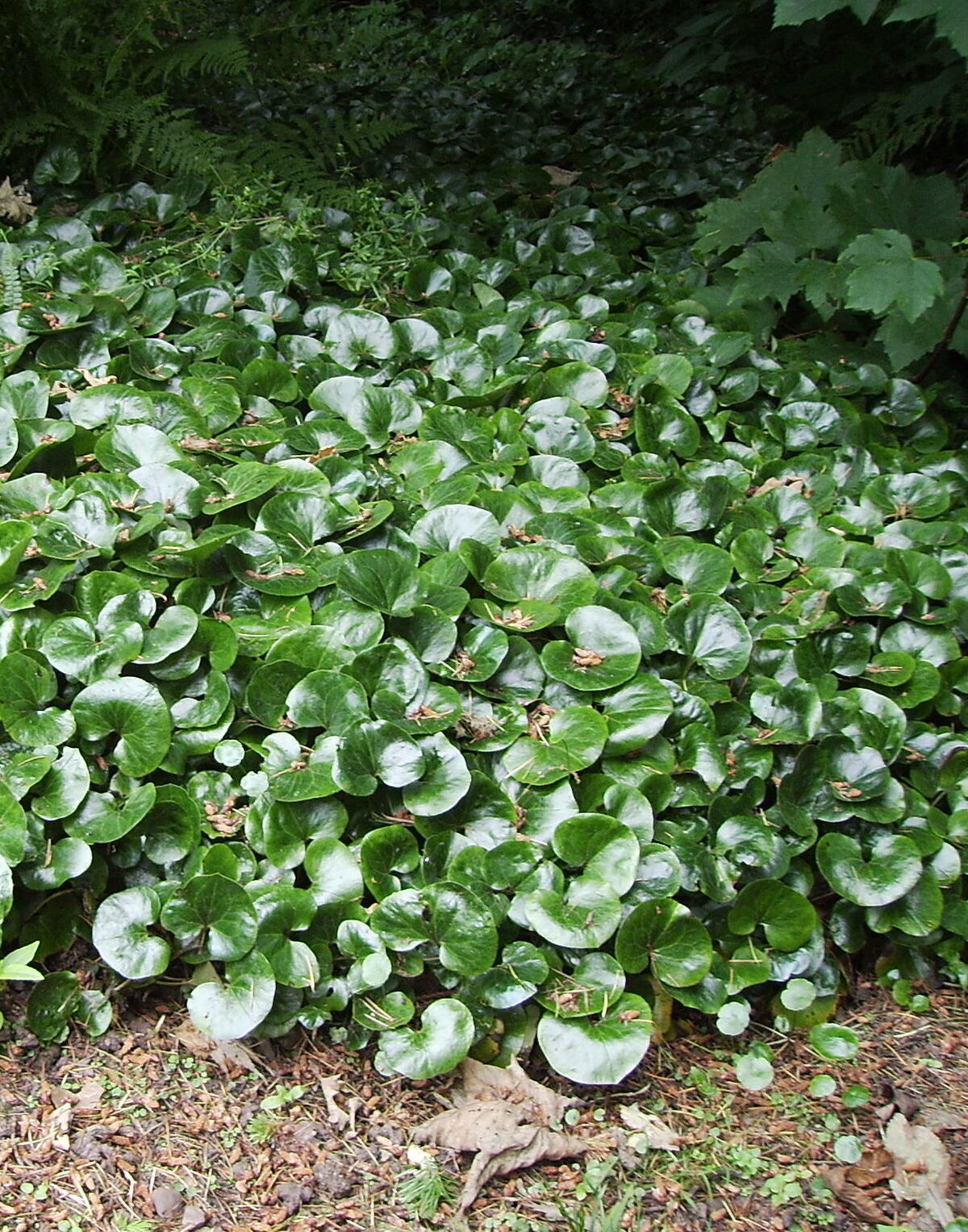 Pipirlapė - Image 3