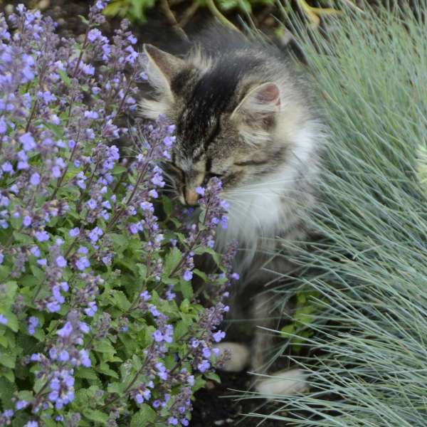 Katžolė faseno „Purrsian Blue“