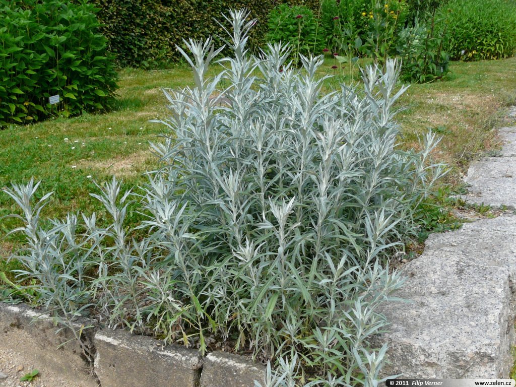 Kietis „Silver Queen“ - Image 2