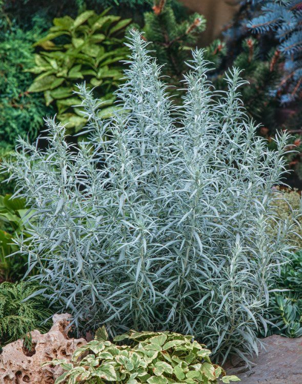 Kietis „Silver Queen“ - Image 3