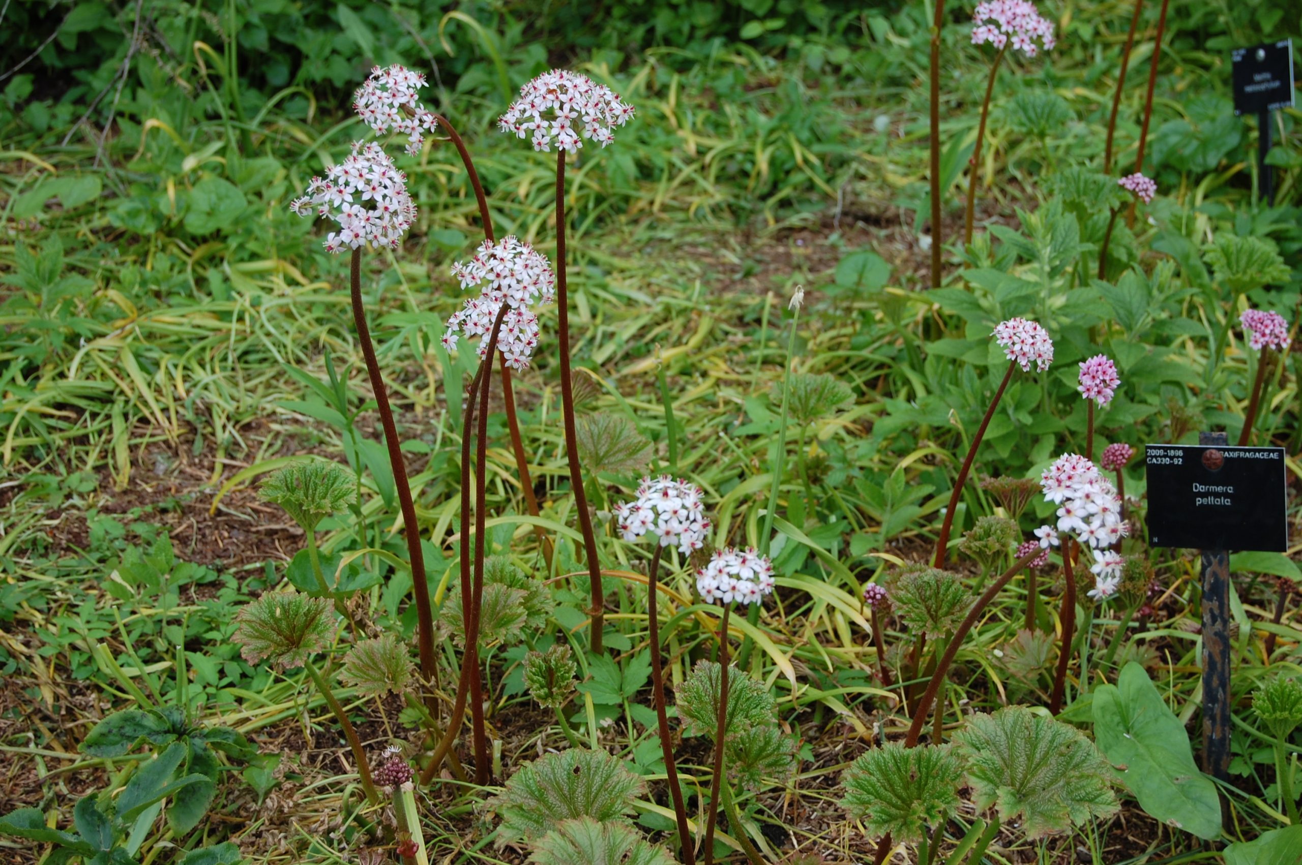 Skydinė darmera - Image 2