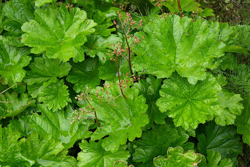 Skydinė darmera - Image 3