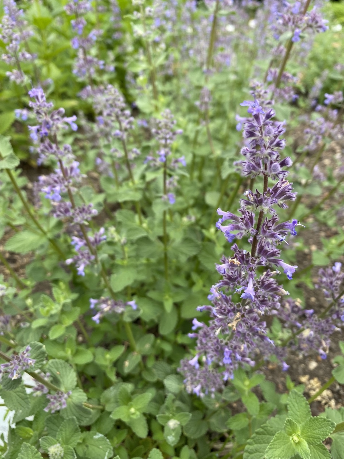 Didžiažiedė katžolė „Summer Magic“ - Image 3