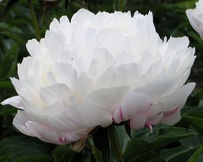 Bijūnas „White Frost“