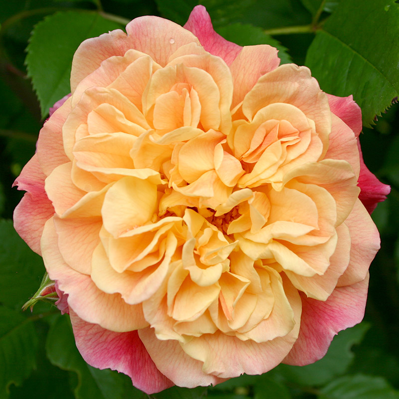 Rožė „Aloha“ - Image 2