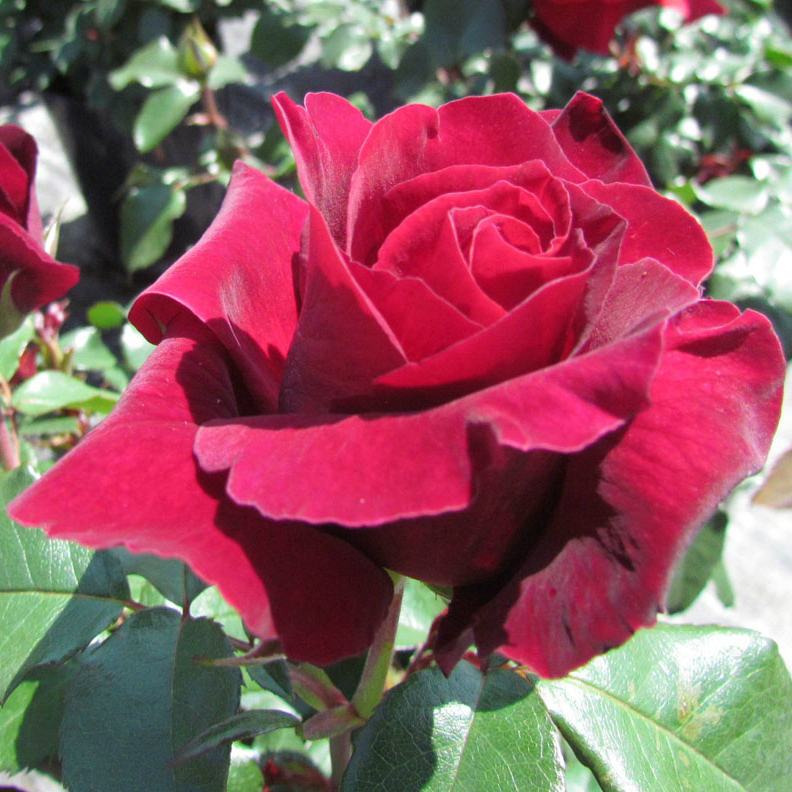 Rožė „Lots of Love“ - Image 2