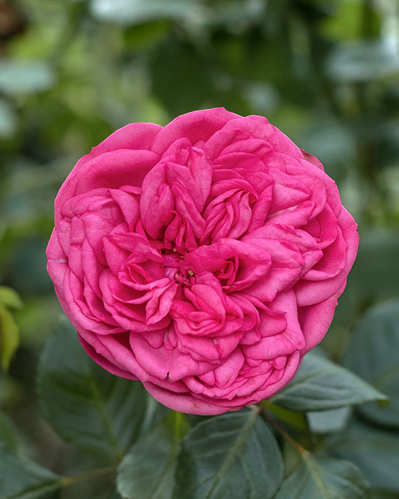 Rožė „Pink Piano“