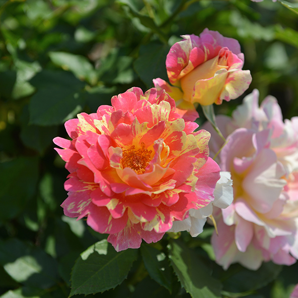 Rožė „Rose des Cisterciens“ - Image 3
