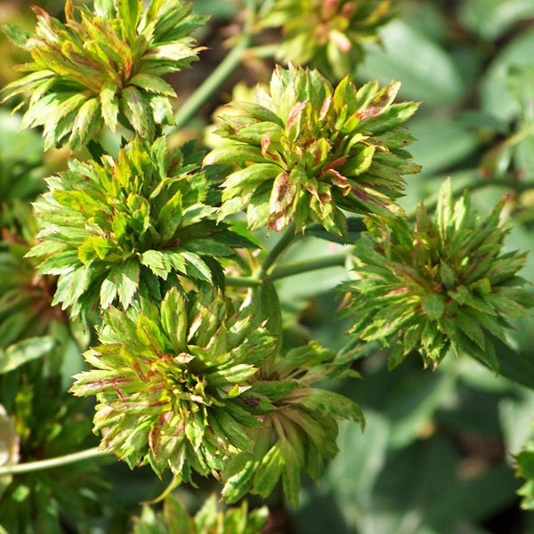 Rožė „Viridiflora“
