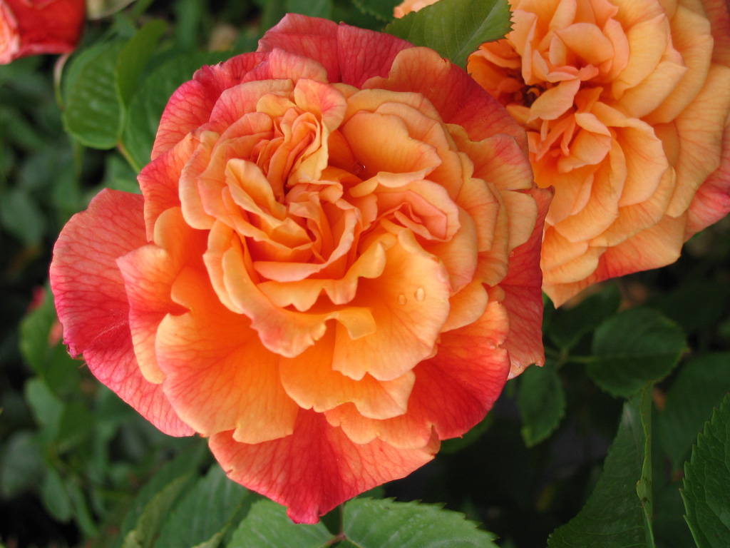 Rožė „Aloha“