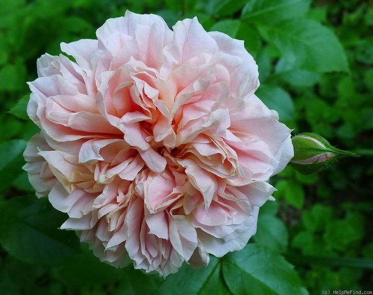 Rožė „Irma“ - Image 2