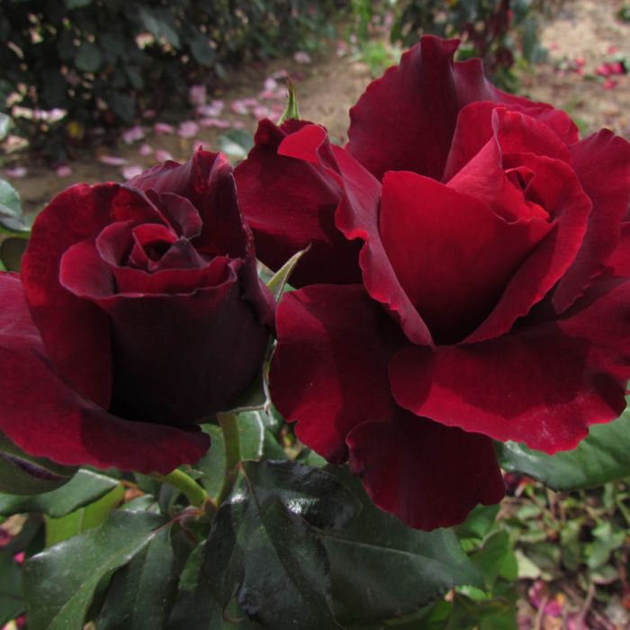 Rožė „Lots of Love“ - Image 3