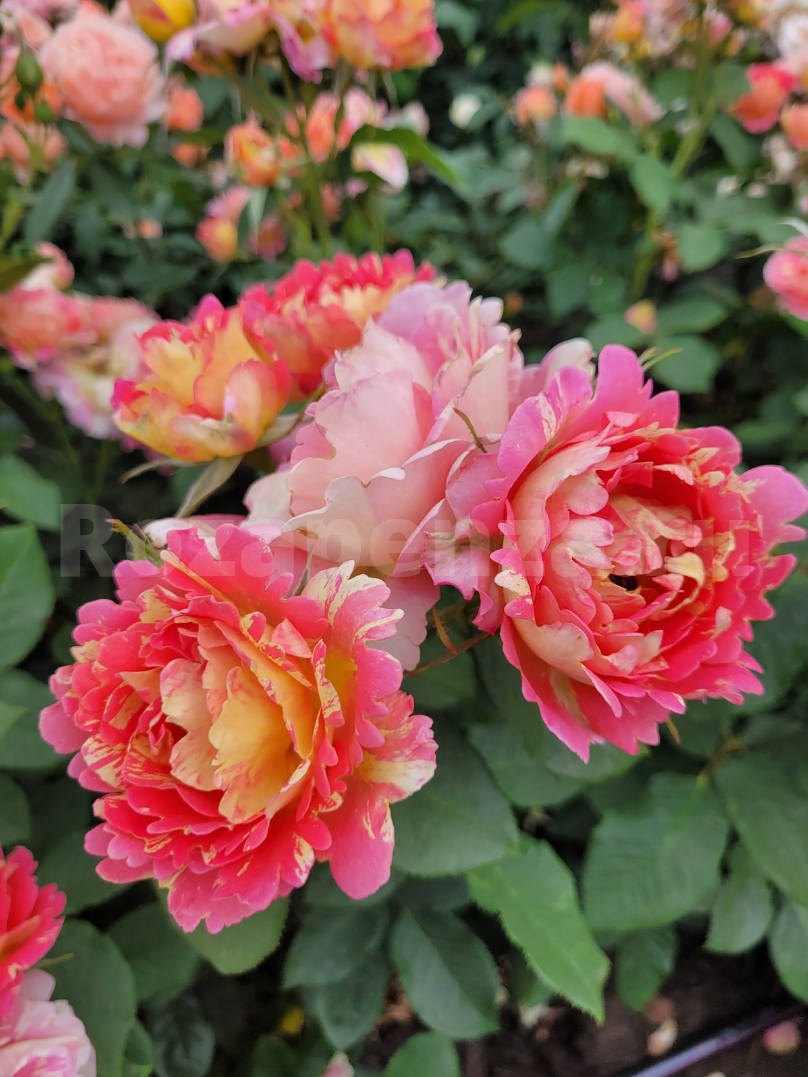 Rožė „Rose des Cisterciens“ - Image 2