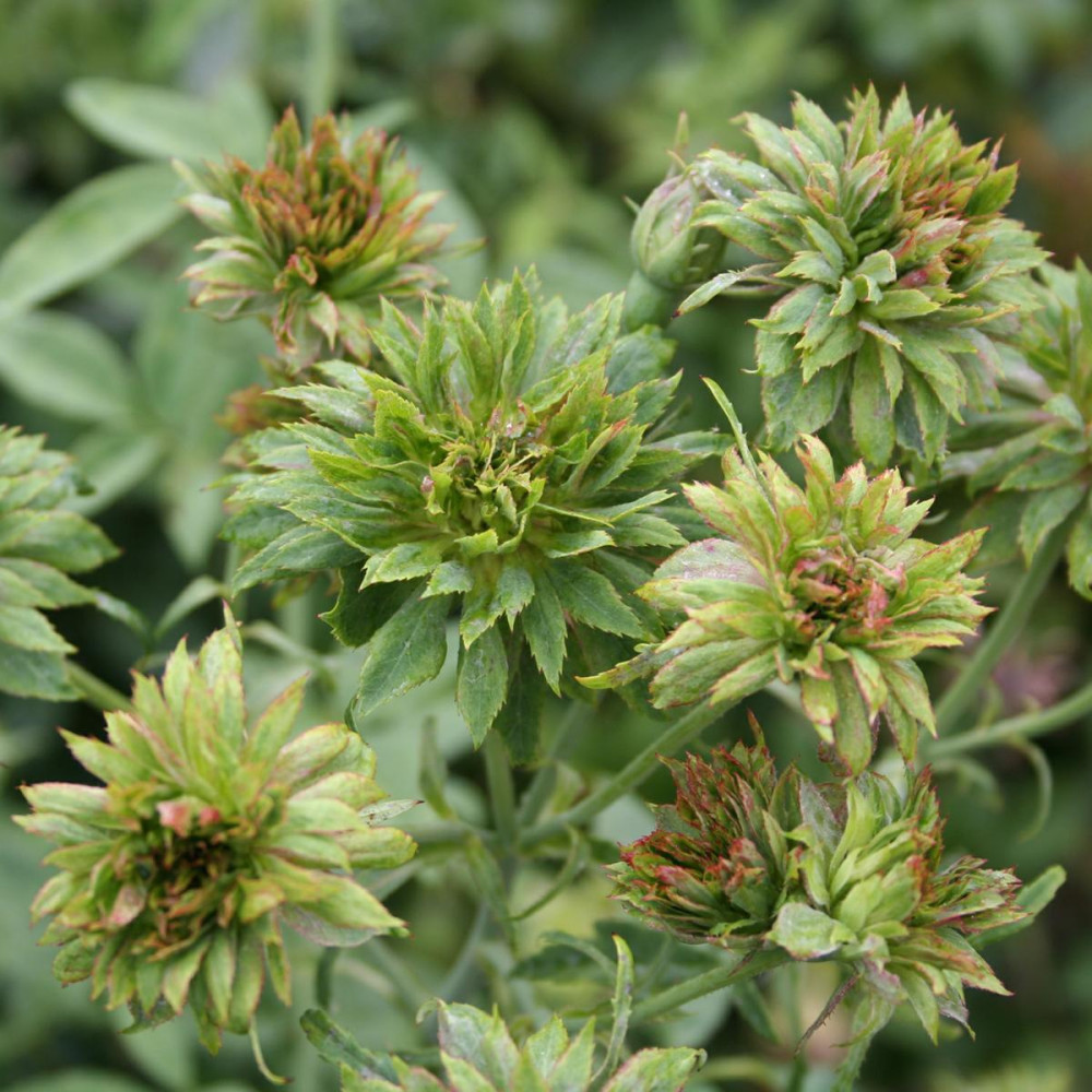 Rožė „Viridiflora“ - Image 2