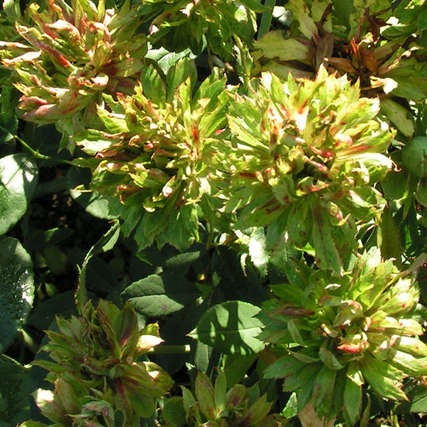 Rožė „Viridiflora“ - Image 3