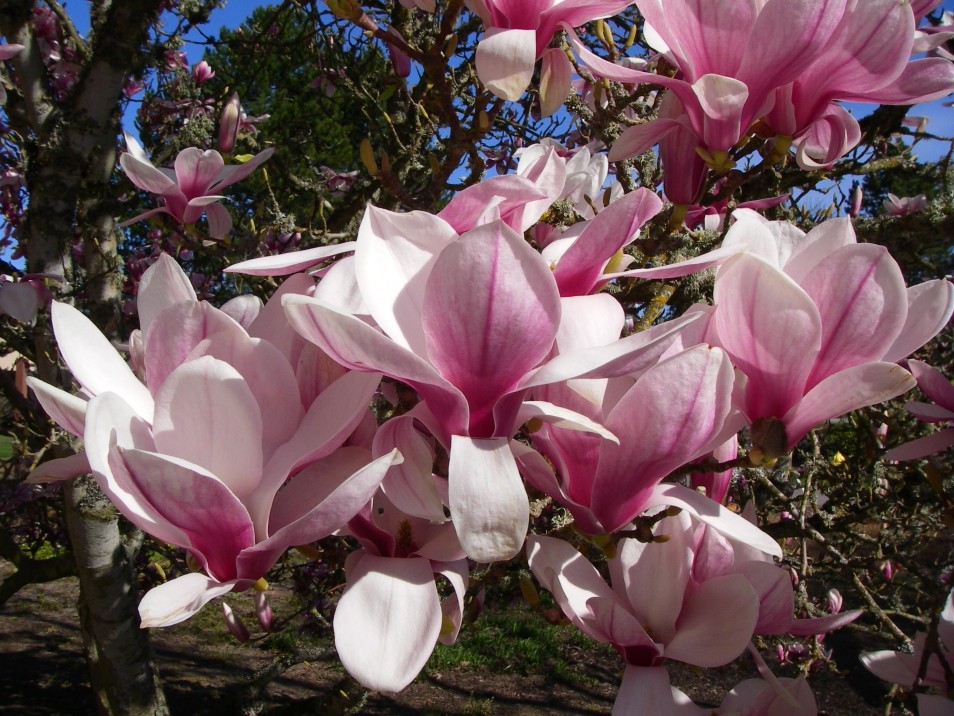 Magnolija sulanžo „Winelight”