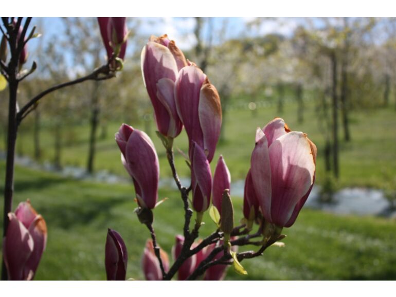 Magnolija sulanžo „Winelight” - Image 2