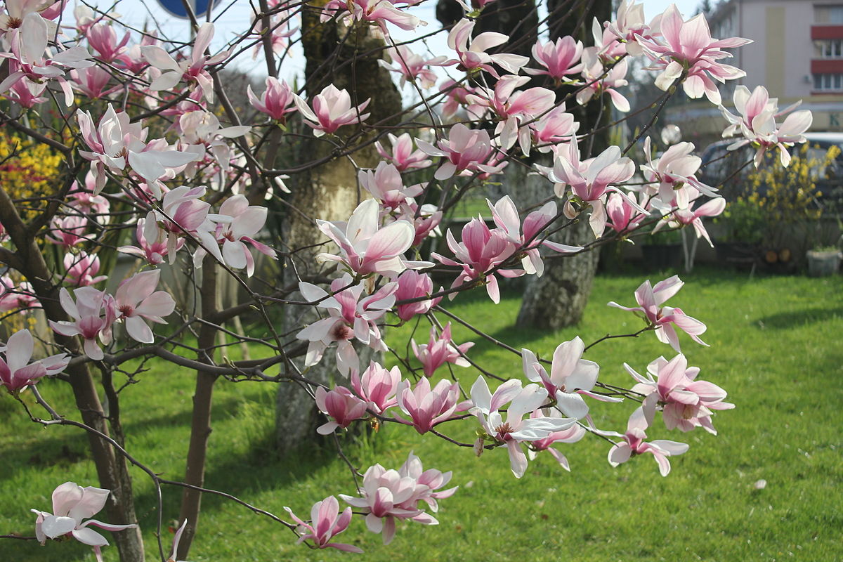 Magnolija sulanžo „Winelight” - Image 3