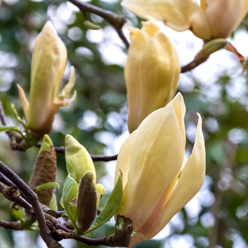 Magnolija „Yellow Lantern” - Image 2