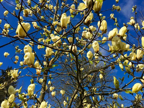 Magnolija „Yellow Lantern” - Image 3