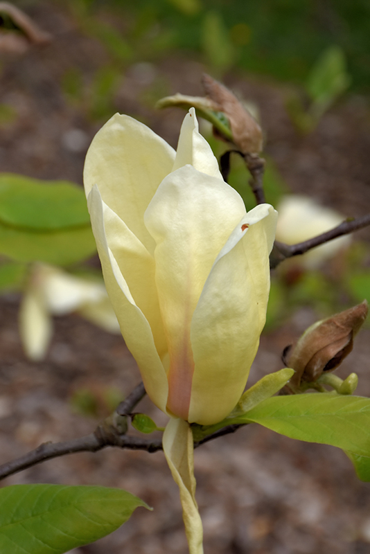 Magnolija „Yellow Lantern”