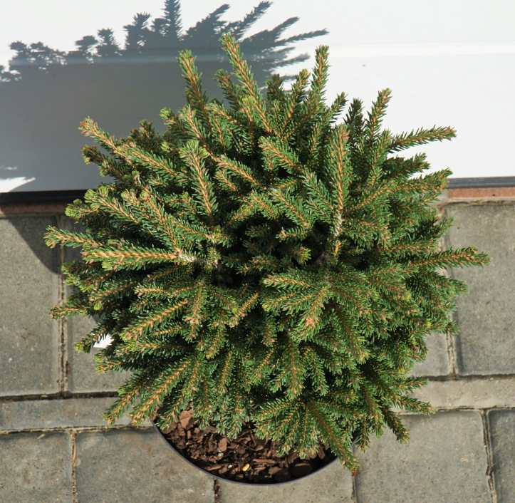 Rytinė eglė „Eddie Rezek“