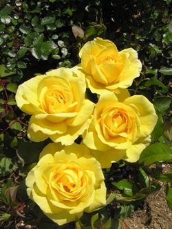 Rožė „Guy's Gold“ - Image 2
