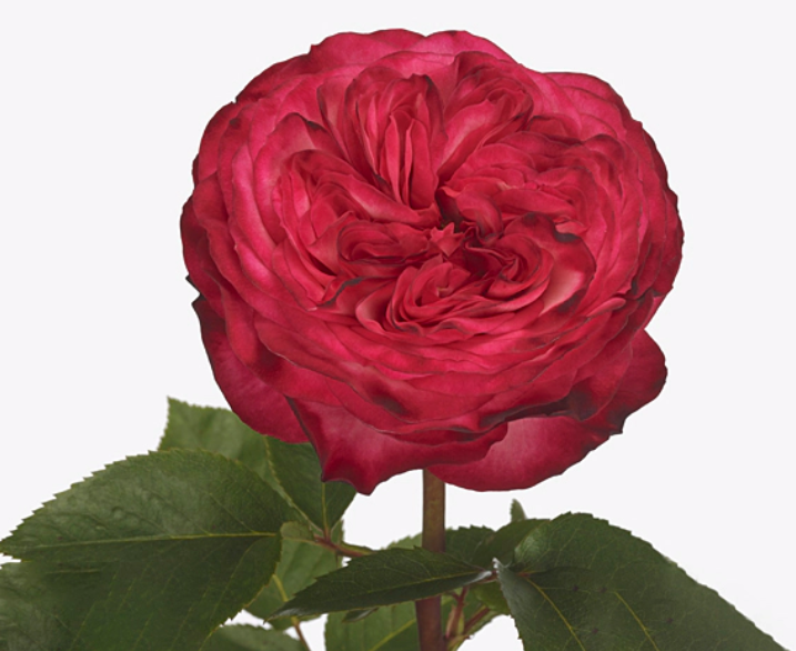 Rožė „Romantic Nostalgie“
