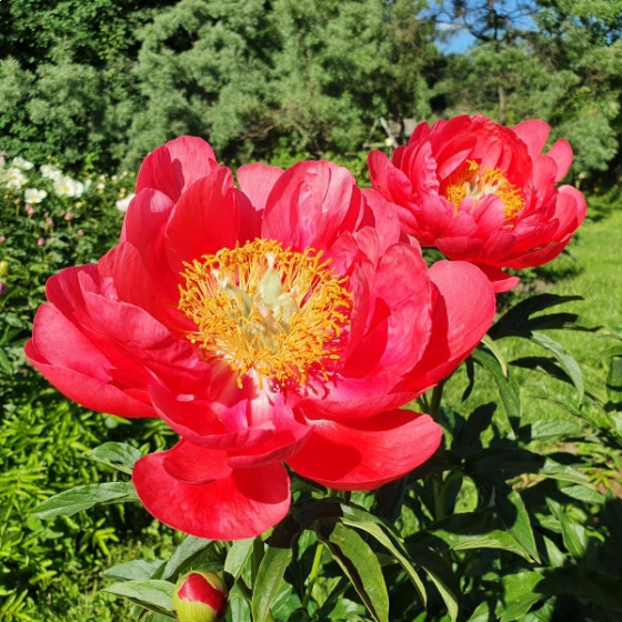 Bijūnas „Coral Magic“