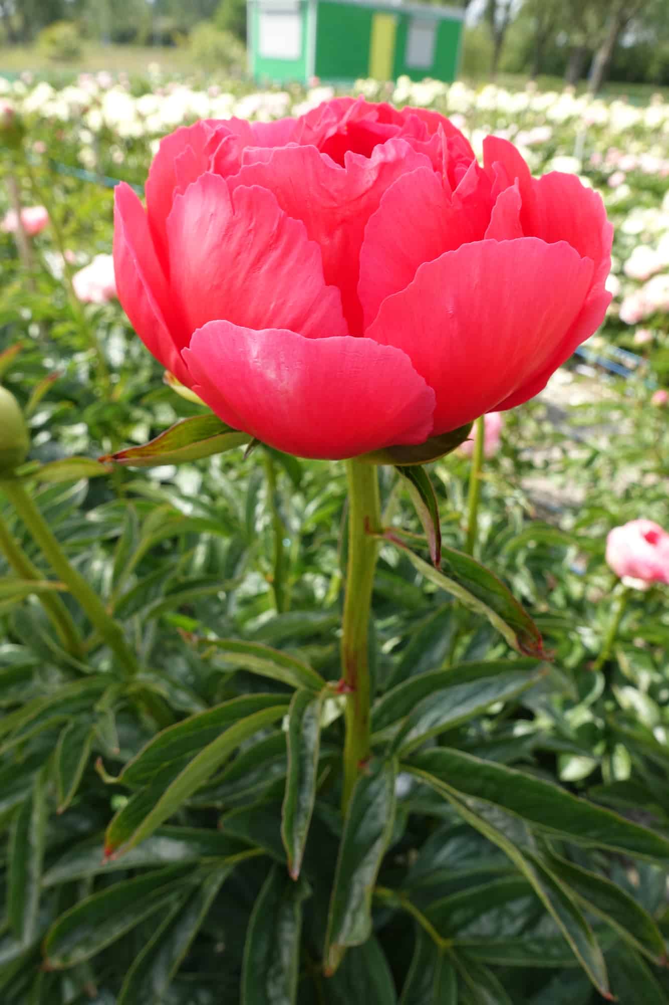 Bijūnas „Coral Magic“ - Image 2