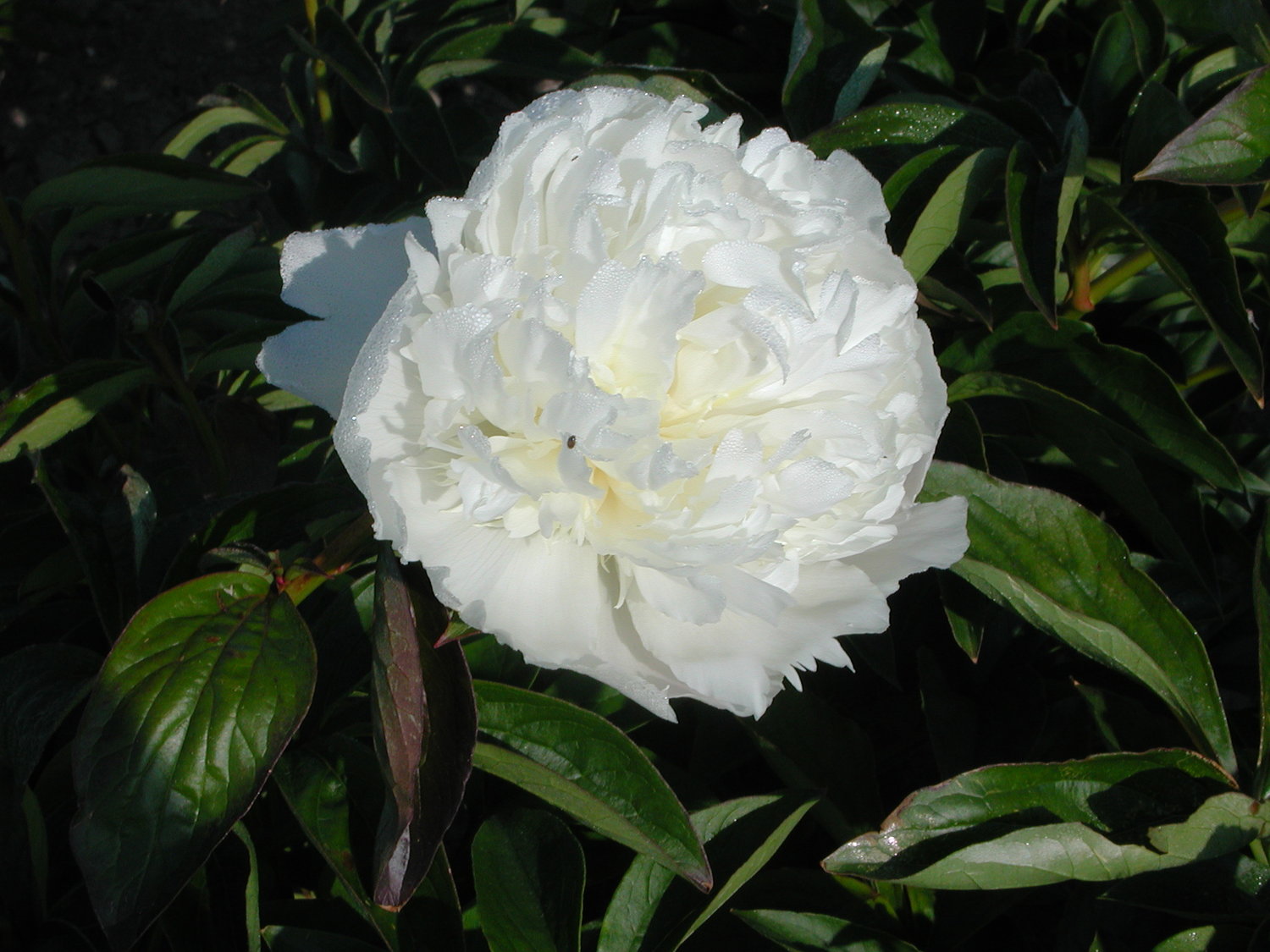 Bijūnas „Princess Bride“ - Image 2