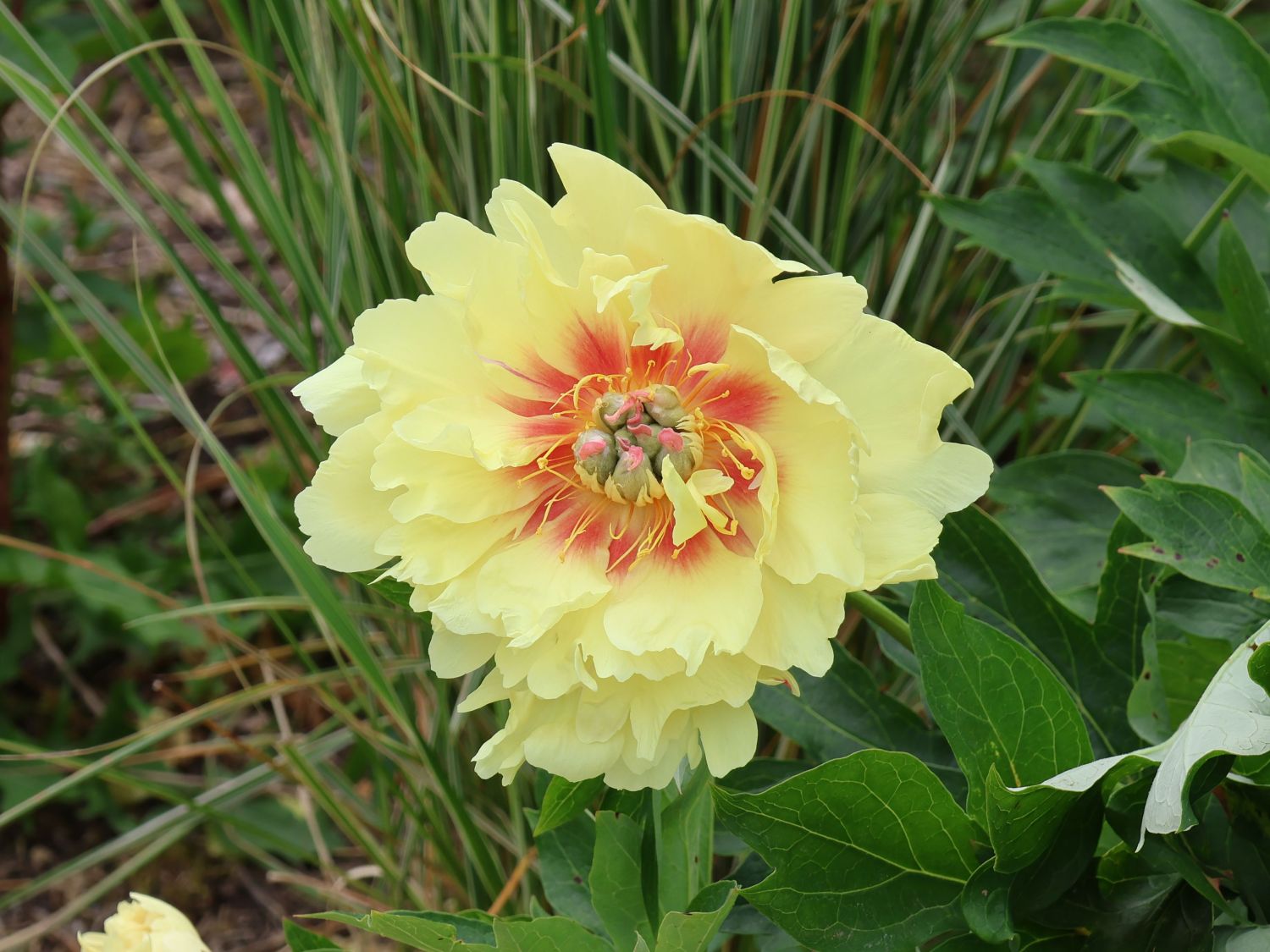 Bijūnas ITOH „Prairie Charm“ - Image 3